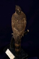 鳳頭蒼鷹藏品圖，第7張